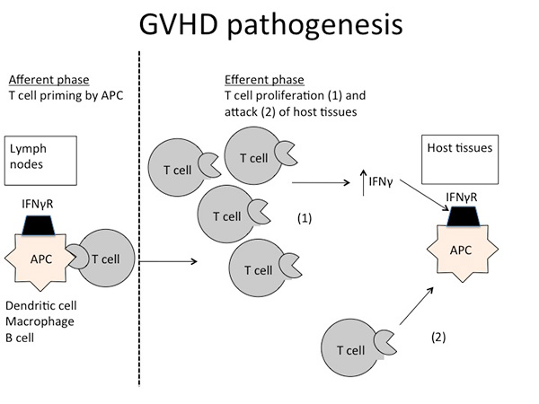 graft-versus-host-disease-gvhd-department-of-pediatrics-uw-madison