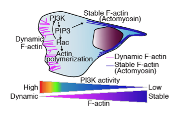 Cell Signaling Neutophil Chemotaxis in Vivo
