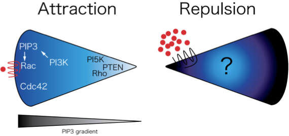Reverse Migration of Neutrophils from Tissues