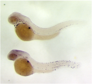Zebrafish Mutants