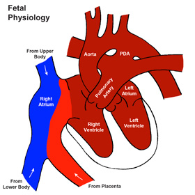 fast fetal heartbeat